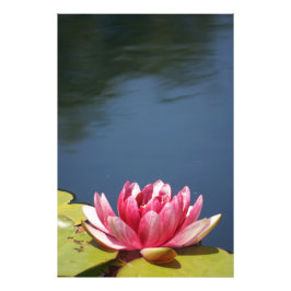 Lilly Pond Blume Fotodruck