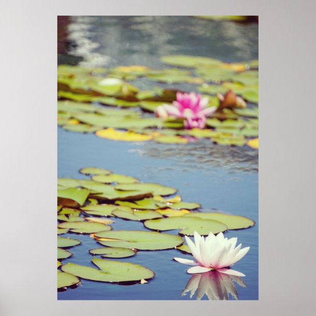 Lilly Pond Blume Poster (Vorne)