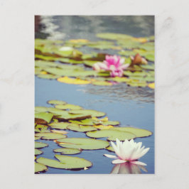Lilly Pond Blume Postkarte