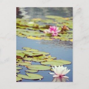 Lilly Pond Blume Postkarte