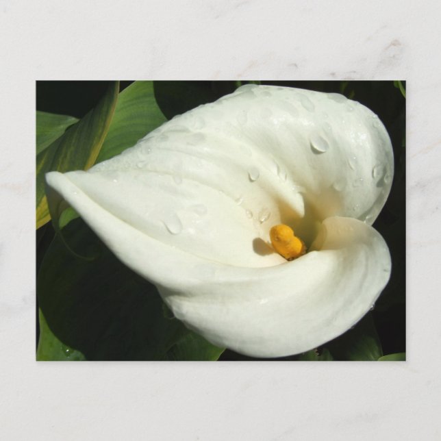 Lilly Postcard Postkarte (Vorderseite)