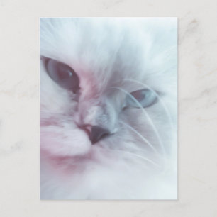 Lilly Postkarte