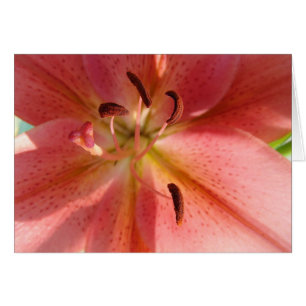 Lily