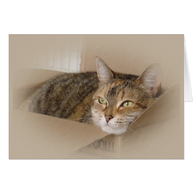 Lily #1 (Devant horizontal)