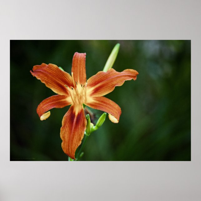 Lily 6588 Print Poster (Vorne)