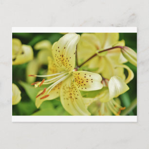 Lily Blooms Hochzeitsfeiern Postkarte