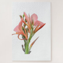 Lily Blume Botanische Kunst