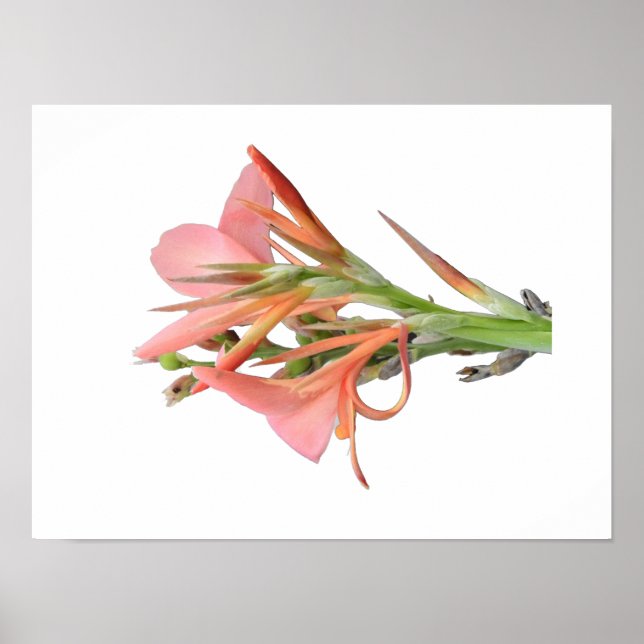 Lily Blume Botanische Kunst Poster (Vorne)
