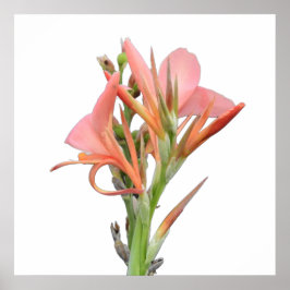 Lily Blume Poster