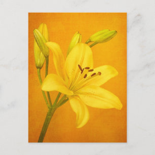 Lily Blume Postkarte