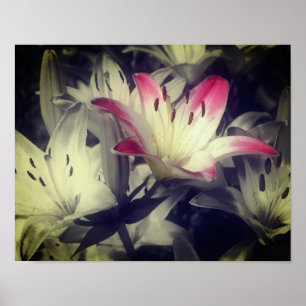 Lily-Blume Schwarz-Weiß-Teilfarbe Poster