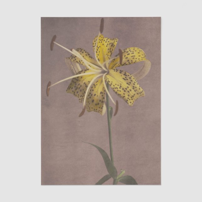 Lily by Ogawa Kazumasa  Seidenpapier (Vorderseite)