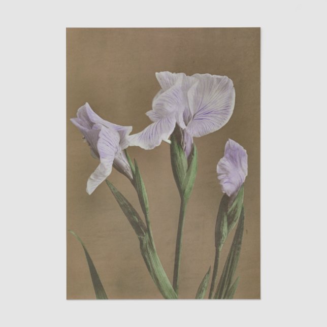 Lily by Ogawa Kazumasa Seidenpapier (Vorderseite)