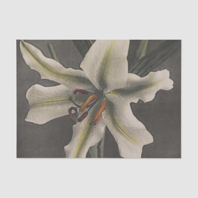 Lily by Ogawa Kazumasa Seidenpapier (Vorderseite)