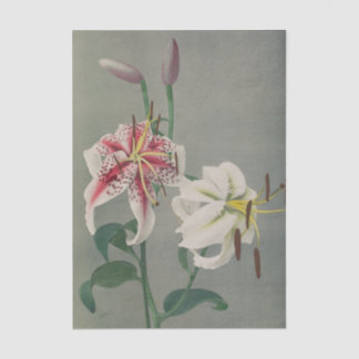 Lily by Ogawa Kazumasa Seidenpapier