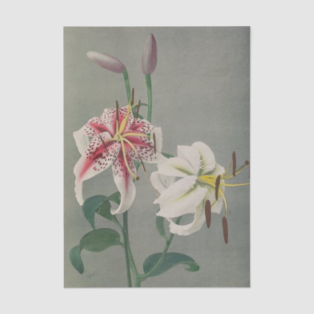 Lily by Ogawa Kazumasa Seidenpapier (Vorderseite)