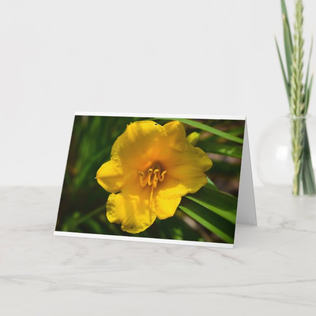Lily, Card Karte (Vorderseite)