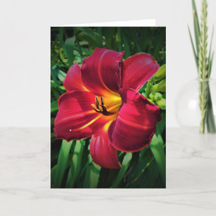 Lily, carte