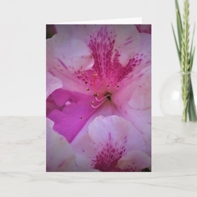 Lily, carte (Devant)