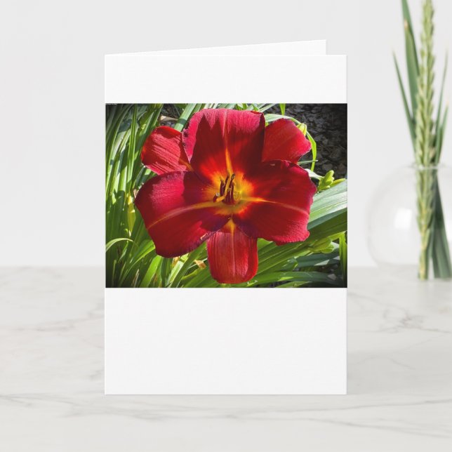 Lily, carte (Devant)