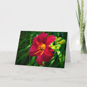 Lily, carte