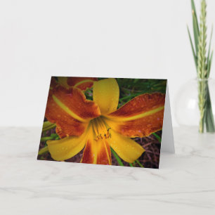Lily, carte