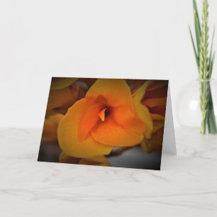 Lily, carte