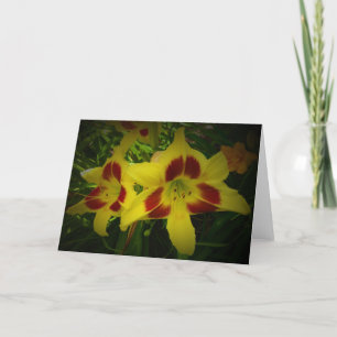 Lily, carte