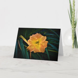 Lily, carte