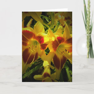 Lily, carte