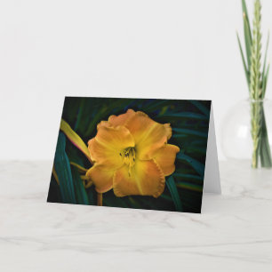 Lily, carte