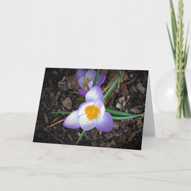 Lily, carte (Devant)