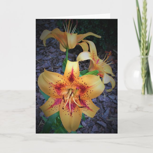 Lily, carte (Devant)