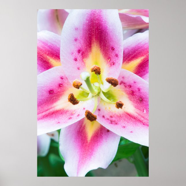 Lily Close-up Poster (Vorne)