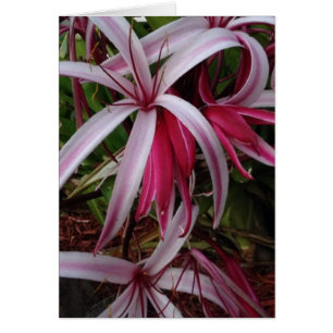 Lily crinum pourpre de la reine Emma