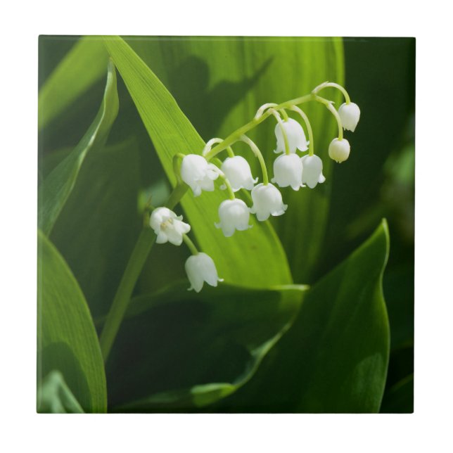 Lily der Blume Fliese (Vorderseite)
