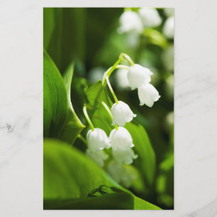 Lily der Blume Flyer