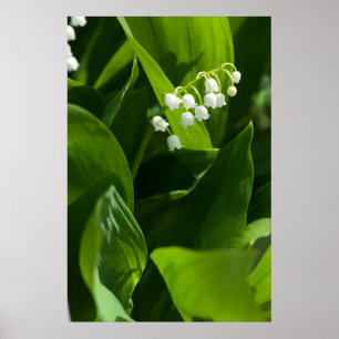 Lily der Blume Poster