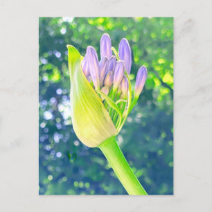 Lily der Nil-Blume Nah Postkarte