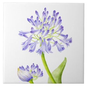 Lily des Nils auf einer Keramik Fliese