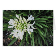 Lily des Nils: Denken Sie an Sie