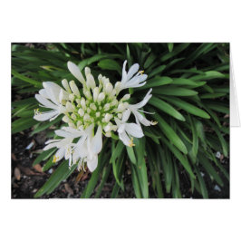 Lily du Nil : Pensez à vous