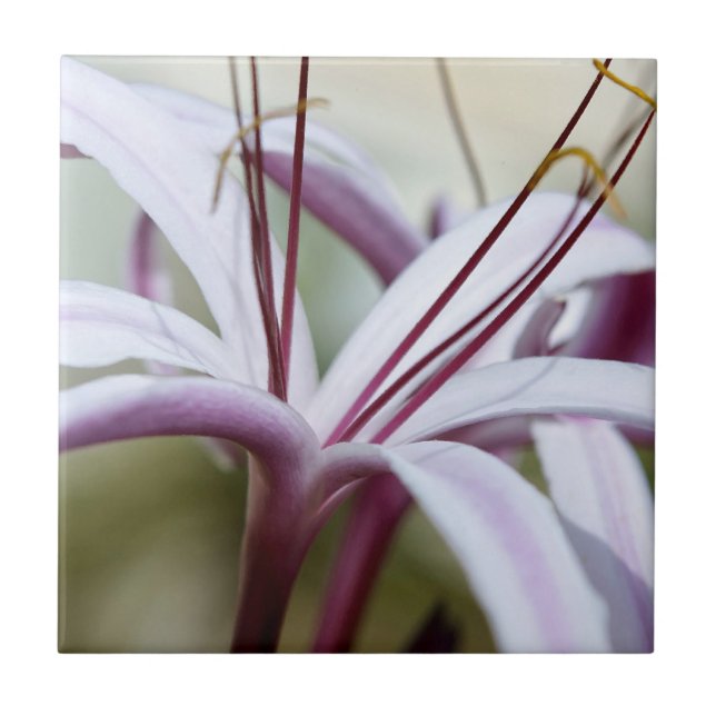 Lily Fliese (Vorderseite)