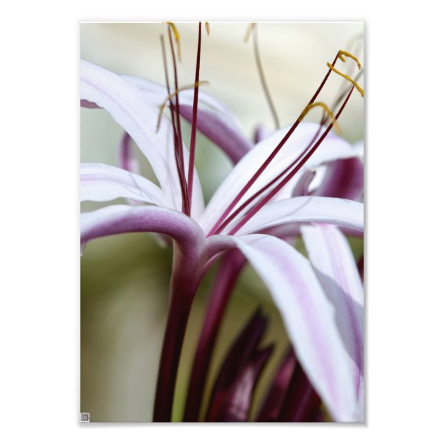 Lily Fotodruck (Vorne)