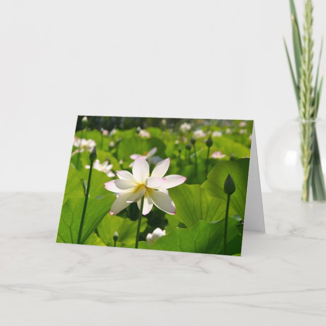 Lily in Los Poblanos Karte (Vorderseite)