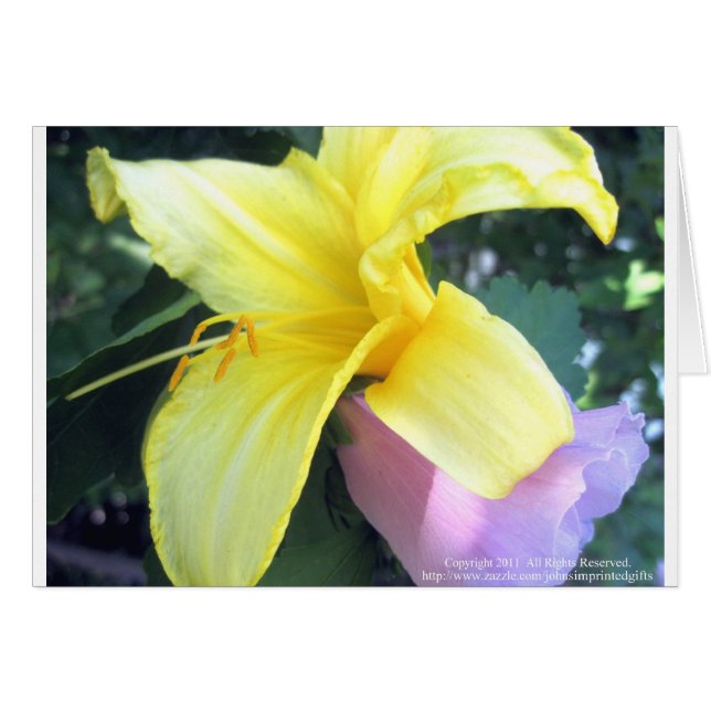 Lily jaune (Devant horizontal)
