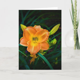 Lily, Karte