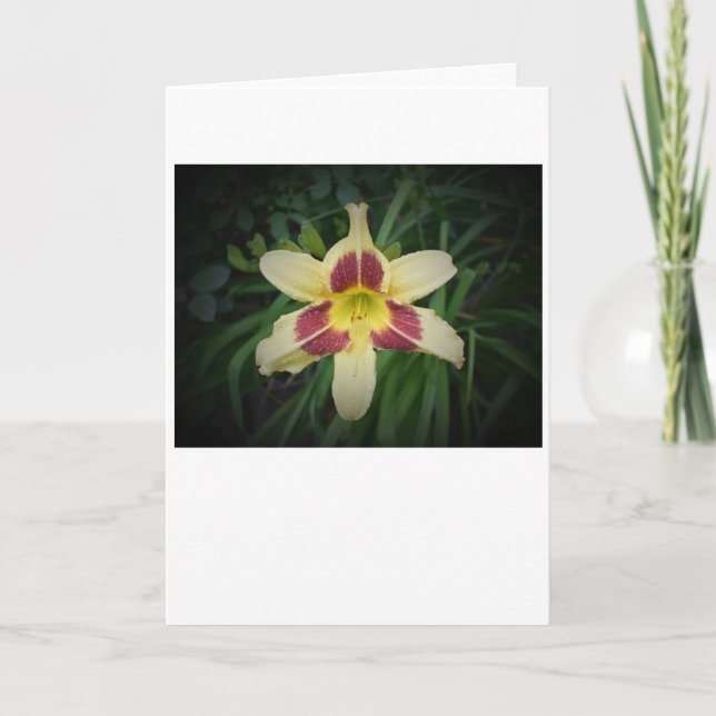 Lily, Karte (Vorderseite)