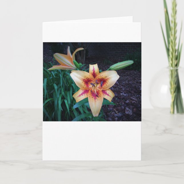 Lily, Karte (Vorderseite)