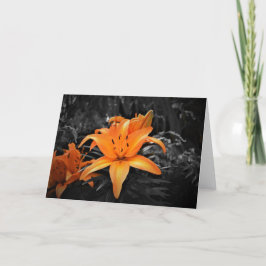 Lily, Karte